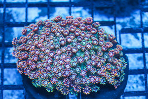 #wholesale_coral# - #saltwater_fish# #saltwater_coral# - #rare corals# - #coralsdepot# - #Corals_Depot# - #live_corals# - #eye-catching-coral# #quality_marine_fish# -#quality-marine# #discoun