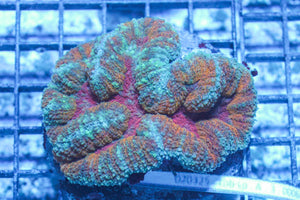 #wholesale_coral# - #saltwater_fish# #saltwater_coral# - #rare corals# - #coralsdepot# - #Corals_Depot# - #live_corals# - #eye-catching-coral# #quality_marine_fish# -#quality-marine# #discoun