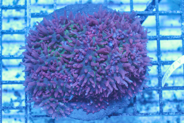 #wholesale_coral# - #saltwater_fish# #saltwater_coral# - #rare corals# - #coralsdepot# - #Corals_Depot# - #live_corals# - #eye-catching-coral# #quality_marine_fish# -#quality-marine# #discoun