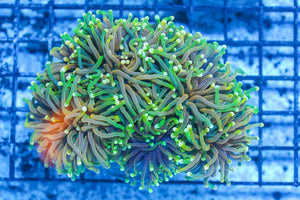 #wholesale_coral# - #saltwater_fish# #saltwater_coral# - #rare corals# - #coralsdepot# - #Corals_Depot# - #live_corals# - #eye-catching-coral# #quality_marine_fish# -#quality-marine# #discoun