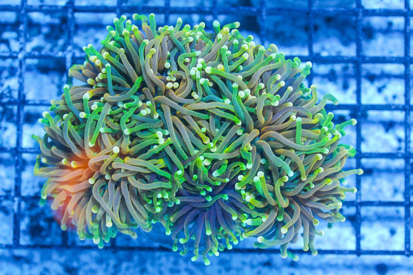 #wholesale_coral# - #saltwater_fish# #saltwater_coral# - #rare corals# - #coralsdepot# - #Corals_Depot# - #live_corals# - #eye-catching-coral# #quality_marine_fish# -#quality-marine# #discoun