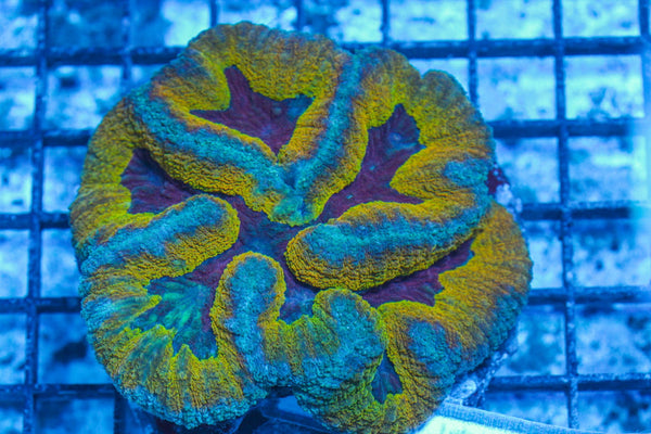 #wholesale_coral# - #saltwater_fish# #saltwater_coral# - #rare corals# - #coralsdepot# - #Corals_Depot# - #live_corals# - #eye-catching-coral# #quality_marine_fish# -#quality-marine# #discoun