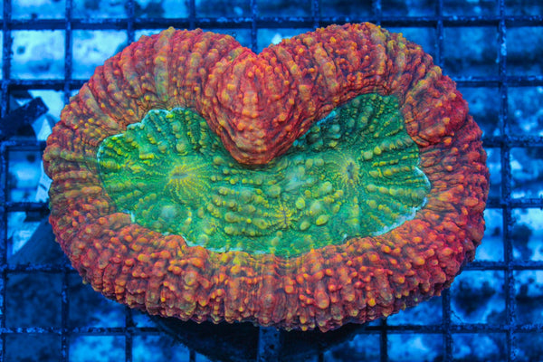 #wholesale_coral# - #saltwater_fish# #saltwater_coral# - #rare corals# - #coralsdepot# - #Corals_Depot# - #live_corals# - #eye-catching-coral# #quality_marine_fish# -#quality-marine# #discoun