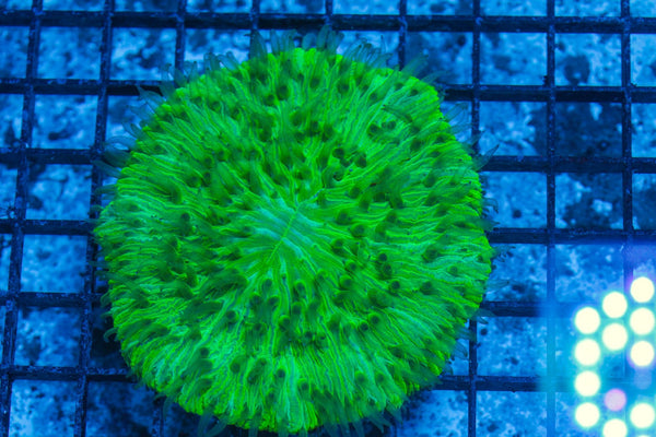 #wholesale_coral# - #saltwater_fish# #saltwater_coral# - #rare corals# - #coralsdepot# - #Corals_Depot# - #live_corals# - #eye-catching-coral# #quality_marine_fish# -#quality-marine# #discoun