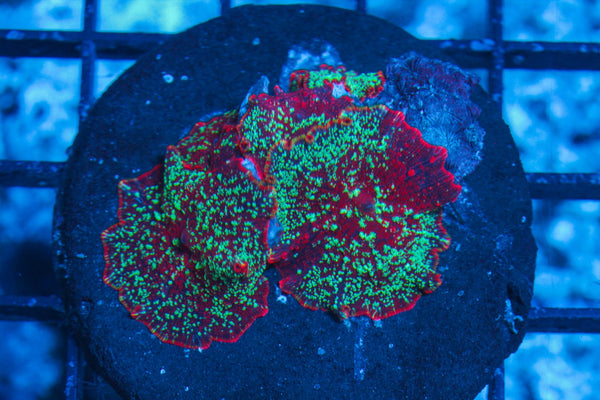 #wholesale_coral# - #saltwater_fish# #saltwater_coral# - #rare corals# - #coralsdepot# - #Corals_Depot# - #live_corals# - #eye-catching-coral# #quality_marine_fish# -#quality-marine# #discoun