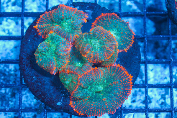 #wholesale_coral# - #saltwater_fish# #saltwater_coral# - #rare corals# - #coralsdepot# - #Corals_Depot# - #live_corals# - #eye-catching-coral# #quality_marine_fish# -#quality-marine# #discoun