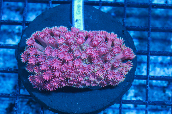 #wholesale_coral# - #saltwater_fish# #saltwater_coral# - #rare corals# - #coralsdepot# - #Corals_Depot# - #live_corals# - #eye-catching-coral# #quality_marine_fish# -#quality-marine# #discoun