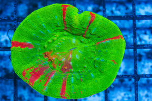 #wholesale_coral# - #saltwater_fish# #saltwater_coral# - #rare corals# - #coralsdepot# - #Corals_Depot# - #live_corals# - #eye-catching-coral# #quality_marine_fish# -#quality-marine# #discoun