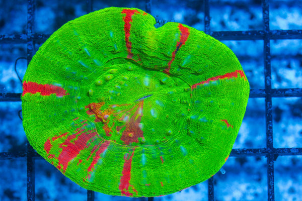 #wholesale_coral# - #saltwater_fish# #saltwater_coral# - #rare corals# - #coralsdepot# - #Corals_Depot# - #live_corals# - #eye-catching-coral# #quality_marine_fish# -#quality-marine# #discoun