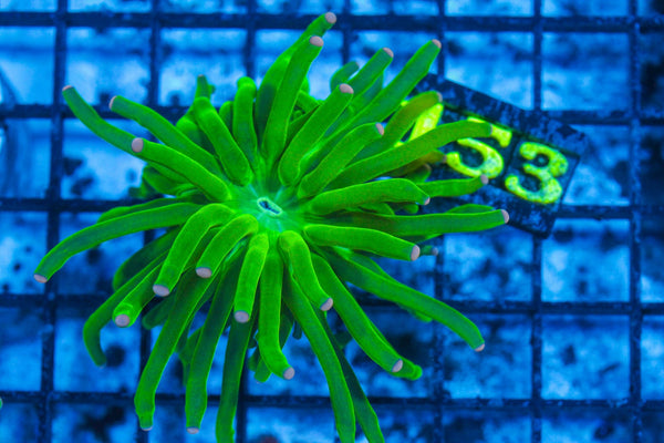 #wholesale_coral# - #saltwater_fish# #saltwater_coral# - #rare corals# - #coralsdepot# - #Corals_Depot# - #live_corals# - #eye-catching-coral# #quality_marine_fish# -#quality-marine# #discoun