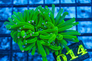 #wholesale_coral# - #saltwater_fish# #saltwater_coral# - #rare corals# - #coralsdepot# - #Corals_Depot# - #live_corals# - #eye-catching-coral# #quality_marine_fish# -#quality-marine# #discoun