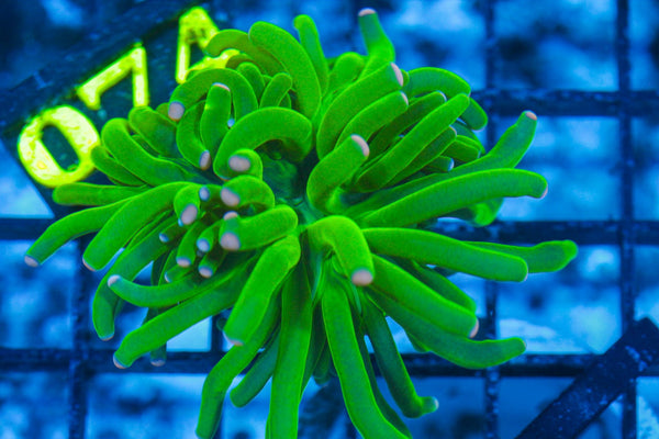 #wholesale_coral# - #saltwater_fish# #saltwater_coral# - #rare corals# - #coralsdepot# - #Corals_Depot# - #live_corals# - #eye-catching-coral# #quality_marine_fish# -#quality-marine# #discoun