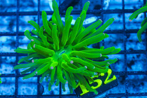 #wholesale_coral# - #saltwater_fish# #saltwater_coral# - #rare corals# - #coralsdepot# - #Corals_Depot# - #live_corals# - #eye-catching-coral# #quality_marine_fish# -#quality-marine# #discoun