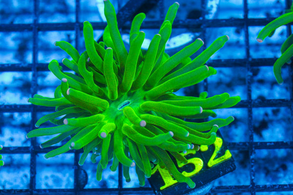 #wholesale_coral# - #saltwater_fish# #saltwater_coral# - #rare corals# - #coralsdepot# - #Corals_Depot# - #live_corals# - #eye-catching-coral# #quality_marine_fish# -#quality-marine# #discoun
