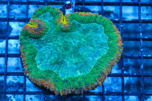 #wholesale_coral# - #saltwater_fish# #saltwater_coral# - #rare corals# - #coralsdepot# - #Corals_Depot# - #live_corals# - #eye-catching-coral# #quality_marine_fish# -#quality-marine# #discoun