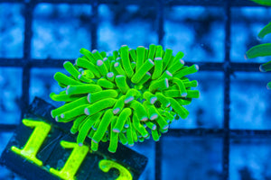 #wholesale_coral# - #saltwater_fish# #saltwater_coral# - #rare corals# - #coralsdepot# - #Corals_Depot# - #live_corals# - #eye-catching-coral# #quality_marine_fish# -#quality-marine# #discoun