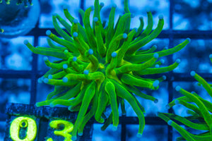 #wholesale_coral# - #saltwater_fish# #saltwater_coral# - #rare corals# - #coralsdepot# - #Corals_Depot# - #live_corals# - #eye-catching-coral# #quality_marine_fish# -#quality-marine# #discoun