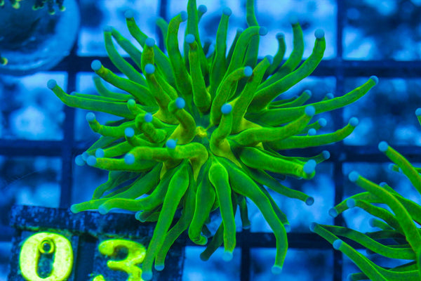 #wholesale_coral# - #saltwater_fish# #saltwater_coral# - #rare corals# - #coralsdepot# - #Corals_Depot# - #live_corals# - #eye-catching-coral# #quality_marine_fish# -#quality-marine# #discoun