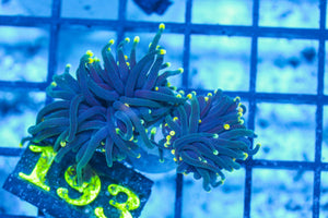 #wholesale_coral# - #saltwater_fish# #saltwater_coral# - #rare corals# - #coralsdepot# - #Corals_Depot# - #live_corals# - #eye-catching-coral# #quality_marine_fish# -#quality-marine# #discoun