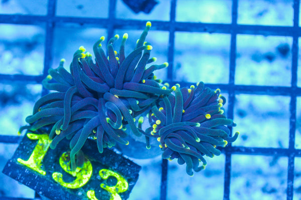 #wholesale_coral# - #saltwater_fish# #saltwater_coral# - #rare corals# - #coralsdepot# - #Corals_Depot# - #live_corals# - #eye-catching-coral# #quality_marine_fish# -#quality-marine# #discoun