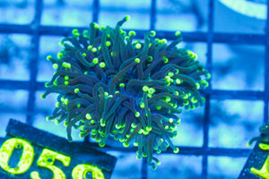 #wholesale_coral# - #saltwater_fish# #saltwater_coral# - #rare corals# - #coralsdepot# - #Corals_Depot# - #live_corals# - #eye-catching-coral# #quality_marine_fish# -#quality-marine# #discoun