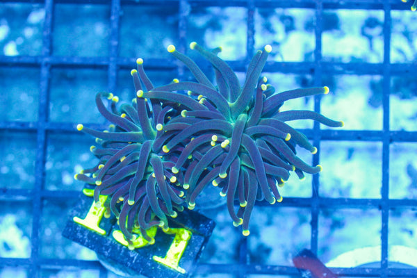 #wholesale_coral# - #saltwater_fish# #saltwater_coral# - #rare corals# - #coralsdepot# - #Corals_Depot# - #live_corals# - #eye-catching-coral# #quality_marine_fish# -#quality-marine# #discoun