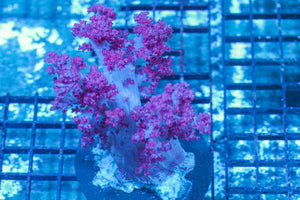 #wholesale_coral# - #saltwater_fish# #saltwater_coral# - #rare corals# - #coralsdepot# - #Corals_Depot# - #live_corals# - #eye-catching-coral# #quality_marine_fish# -#quality-marine# #discoun
