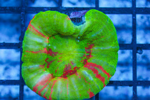 #wholesale_coral# - #saltwater_fish# #saltwater_coral# - #rare corals# - #coralsdepot# - #Corals_Depot# - #live_corals# - #eye-catching-coral# #quality_marine_fish# -#quality-marine# #discoun