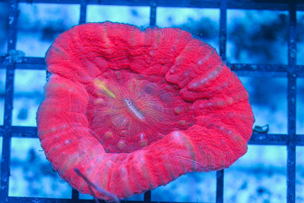 #wholesale_coral# - #saltwater_fish# #saltwater_coral# - #rare corals# - #coralsdepot# - #Corals_Depot# - #live_corals# - #eye-catching-coral# #quality_marine_fish# -#quality-marine# #discoun