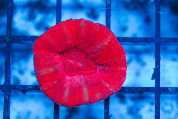 #wholesale_coral# - #saltwater_fish# #saltwater_coral# - #rare corals# - #coralsdepot# - #Corals_Depot# - #live_corals# - #eye-catching-coral# #quality_marine_fish# -#quality-marine# #discoun