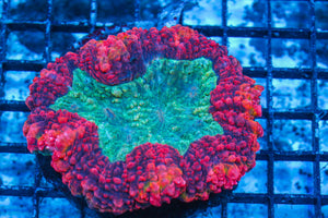 #wholesale_coral# - #saltwater_fish# #saltwater_coral# - #rare corals# - #coralsdepot# - #Corals_Depot# - #live_corals# - #eye-catching-coral# #quality_marine_fish# -#quality-marine# #discoun