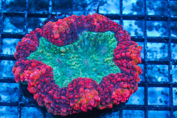 #wholesale_coral# - #saltwater_fish# #saltwater_coral# - #rare corals# - #coralsdepot# - #Corals_Depot# - #live_corals# - #eye-catching-coral# #quality_marine_fish# -#quality-marine# #discoun