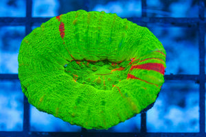 #wholesale_coral# - #saltwater_fish# #saltwater_coral# - #rare corals# - #coralsdepot# - #Corals_Depot# - #live_corals# - #eye-catching-coral# #quality_marine_fish# -#quality-marine# #discoun