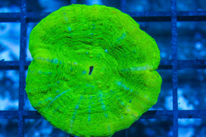 #wholesale_coral# - #saltwater_fish# #saltwater_coral# - #rare corals# - #coralsdepot# - #Corals_Depot# - #live_corals# - #eye-catching-coral# #quality_marine_fish# -#quality-marine# #discoun