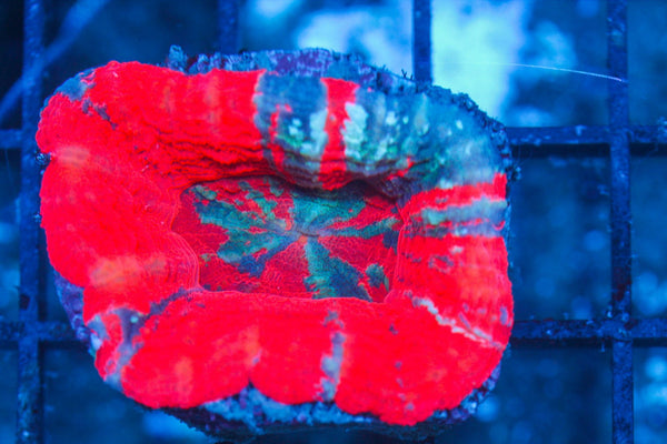 #wholesale_coral# - #saltwater_fish# #saltwater_coral# - #rare corals# - #coralsdepot# - #Corals_Depot# - #live_corals# - #eye-catching-coral# #quality_marine_fish# -#quality-marine# #discoun