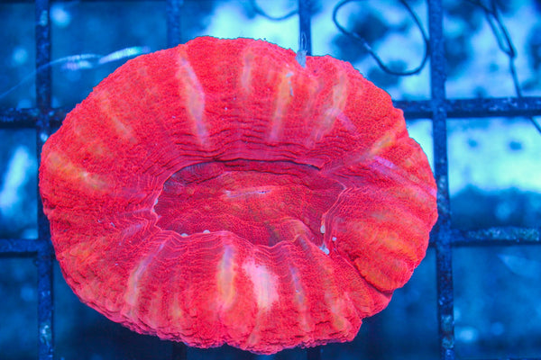 #wholesale_coral# - #saltwater_fish# #saltwater_coral# - #rare corals# - #coralsdepot# - #Corals_Depot# - #live_corals# - #eye-catching-coral# #quality_marine_fish# -#quality-marine# #discoun