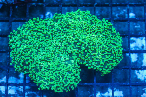 #wholesale_coral# - #saltwater_fish# #saltwater_coral# - #rare corals# - #coralsdepot# - #Corals_Depot# - #live_corals# - #eye-catching-coral# #quality_marine_fish# -#quality-marine# #discoun
