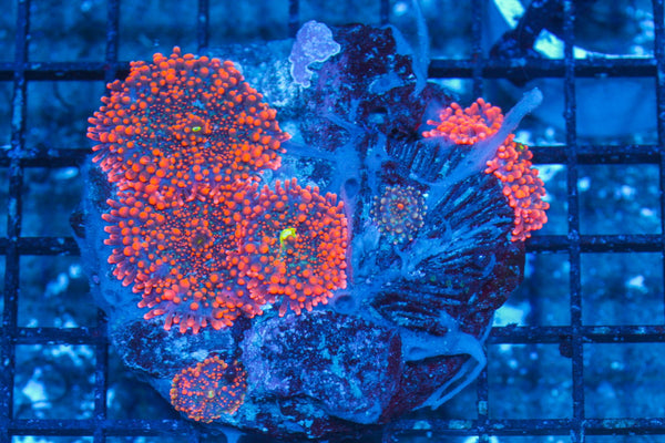 #wholesale_coral# - #saltwater_fish# #saltwater_coral# - #rare corals# - #coralsdepot# - #Corals_Depot# - #live_corals# - #eye-catching-coral# #quality_marine_fish# -#quality-marine# #discoun