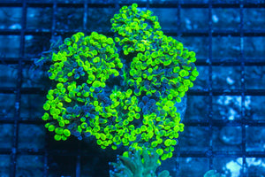 #wholesale_coral# - #saltwater_fish# #saltwater_coral# - #rare corals# - #coralsdepot# - #Corals_Depot# - #live_corals# - #eye-catching-coral# #quality_marine_fish# -#quality-marine# #discoun