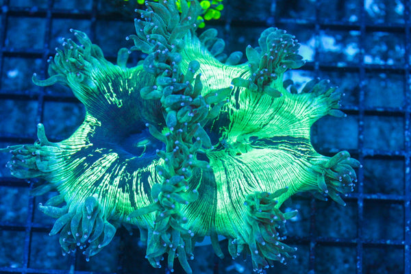#wholesale_coral# - #saltwater_fish# #saltwater_coral# - #rare corals# - #coralsdepot# - #Corals_Depot# - #live_corals# - #eye-catching-coral# #quality_marine_fish# -#quality-marine# #discoun