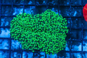 #wholesale_coral# - #saltwater_fish# #saltwater_coral# - #rare corals# - #coralsdepot# - #Corals_Depot# - #live_corals# - #eye-catching-coral# #quality_marine_fish# -#quality-marine# #discoun