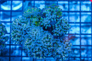 #wholesale_coral# - #saltwater_fish# #saltwater_coral# - #rare corals# - #coralsdepot# - #Corals_Depot# - #live_corals# - #eye-catching-coral# #quality_marine_fish# -#quality-marine# #discoun