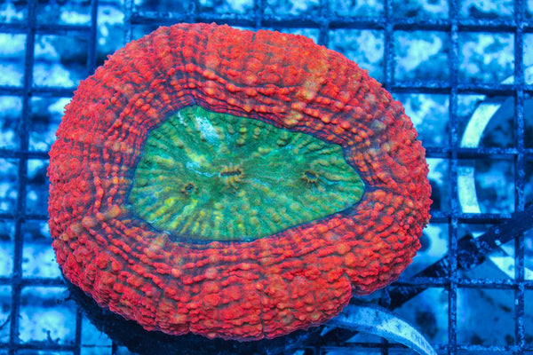 #wholesale_coral# - #saltwater_fish# #saltwater_coral# - #rare corals# - #coralsdepot# - #Corals_Depot# - #live_corals# - #eye-catching-coral# #quality_marine_fish# -#quality-marine# #discoun