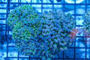 #wholesale_coral# - #saltwater_fish# #saltwater_coral# - #rare corals# - #coralsdepot# - #Corals_Depot# - #live_corals# - #eye-catching-coral# #quality_marine_fish# -#quality-marine# #discoun