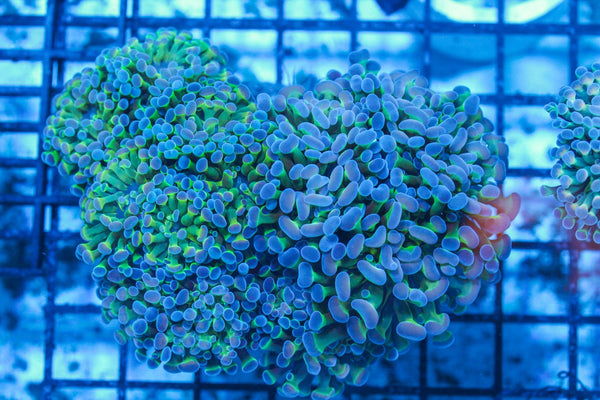 #wholesale_coral# - #saltwater_fish# #saltwater_coral# - #rare corals# - #coralsdepot# - #Corals_Depot# - #live_corals# - #eye-catching-coral# #quality_marine_fish# -#quality-marine# #discoun