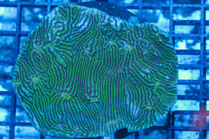 #wholesale_coral# - #saltwater_fish# #saltwater_coral# - #rare corals# - #coralsdepot# - #Corals_Depot# - #live_corals# - #eye-catching-coral# #quality_marine_fish# -#quality-marine# #discoun