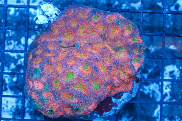 #wholesale_coral# - #saltwater_fish# #saltwater_coral# - #rare corals# - #coralsdepot# - #Corals_Depot# - #live_corals# - #eye-catching-coral# #quality_marine_fish# -#quality-marine# #discoun