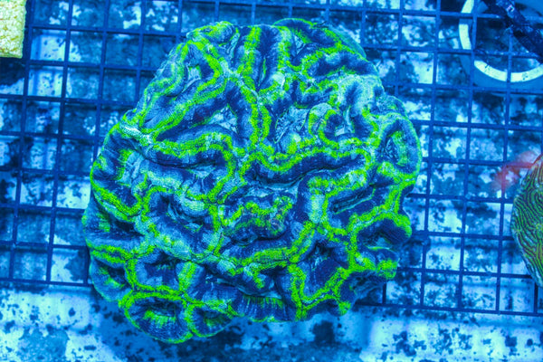 #wholesale_coral# - #saltwater_fish# #saltwater_coral# - #rare corals# - #coralsdepot# - #Corals_Depot# - #live_corals# - #eye-catching-coral# #quality_marine_fish# -#quality-marine# #discoun