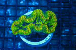 #wholesale_coral# - #saltwater_fish# #saltwater_coral# - #rare corals# - #coralsdepot# - #Corals_Depot# - #live_corals# - #eye-catching-coral# #quality_marine_fish# -#quality-marine# #discoun
