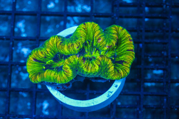 #wholesale_coral# - #saltwater_fish# #saltwater_coral# - #rare corals# - #coralsdepot# - #Corals_Depot# - #live_corals# - #eye-catching-coral# #quality_marine_fish# -#quality-marine# #discoun